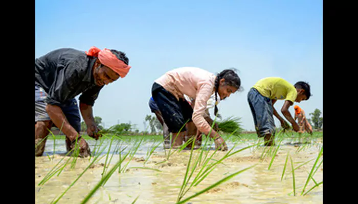 Govt to Harvest 25% of Land Area with Climate-resilient Kharif Paddy: Must Know Facts & Prospects of Future-proof Farming